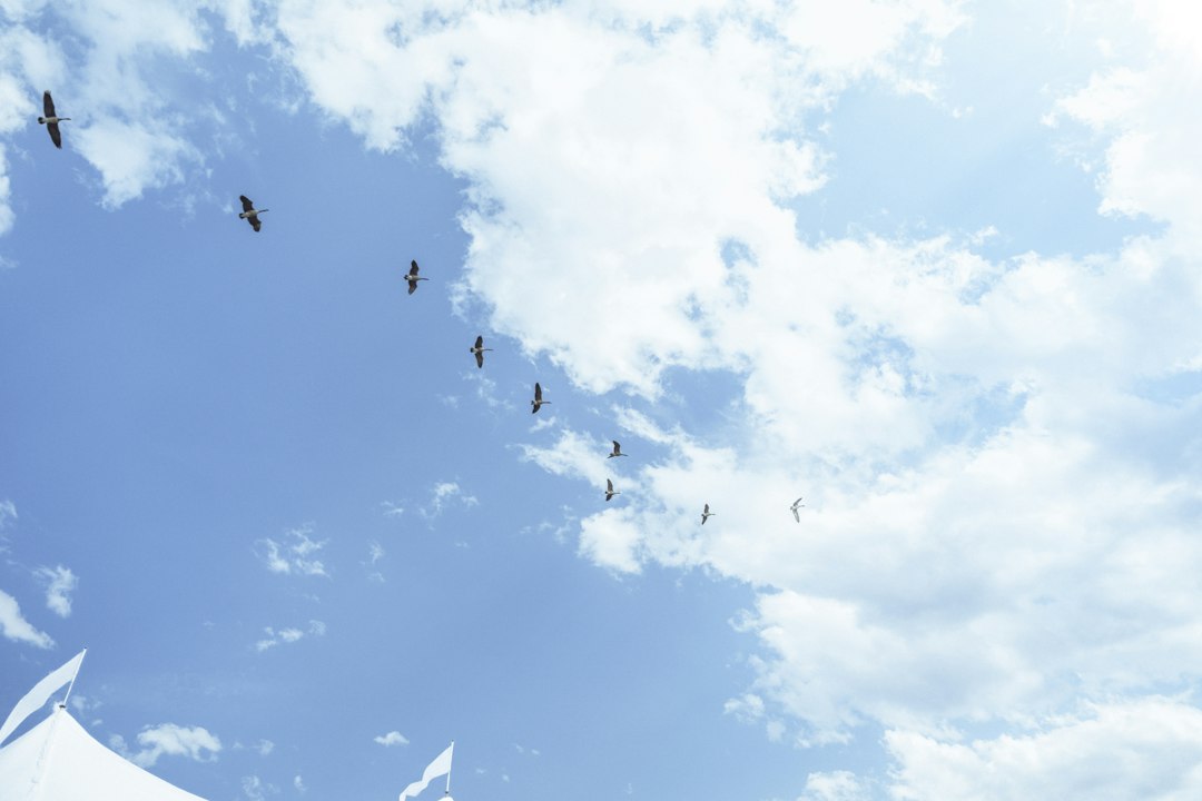 Bandada de paxaros cruzando un ceo azul con nubes